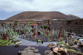 Jardin de cactus 