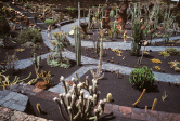 Jardin de cactus 