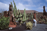 Jardin de cactus 