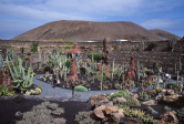 Jardin de cactus 