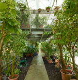 Glashaus, Botanischer Garten